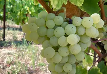 <em class="placeholder">Les grappes de xarello sont moyennes à grandes avec une fertilité élevée.
</em>