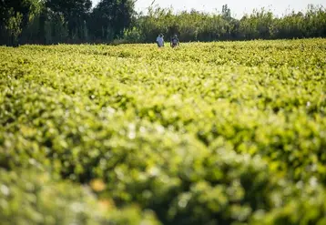 <em class="placeholder">Parcelle de vigne avec techniciens de l&#039;Entav.</em>