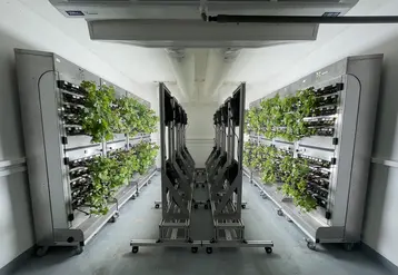 <em class="placeholder">Plants de vigne dans le Cube de l&#039;entreprise Farm3.</em>