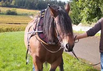 <em class="placeholder">La traction équine s&#039;efforce d&#039;établir davantage de repères qu&#039;ils soient technico-économiques ou liés au bien-être animal.</em>