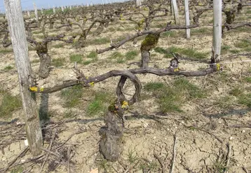 <em class="placeholder">Vigne formée en cordon de Royat avec bras croisés</em>