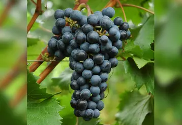 <em class="placeholder">Grappe de raisin de la variété merlot khorus.</em>