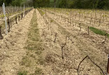 <em class="placeholder">Parcelle de vigne test du produit MunioDis.</em>