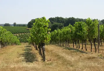 <em class="placeholder">Paysage de vignes en Gironde</em>