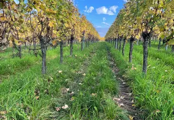 <em class="placeholder">Parcelle de gewurztraminer en Alsace (67), à Traenheim, à l&#039;automne, prise le 24/10/2024. La vigne est enherbée. </em>