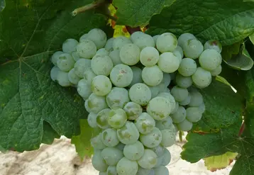 <em class="placeholder">Les grappes du bouysselet sont assez compactes. Les baies ont une peau épaisse et pruinée. </em>
