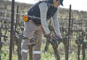 <em class="placeholder">Attacheur de vigne Pellenc Fixion 2</em>