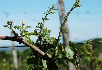 <em class="placeholder">Anomalie de croissance de la vigne</em>