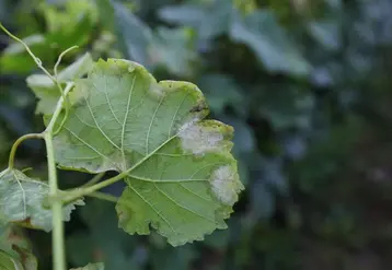 Feuille de vigne colonisée par le mildiou de la vigne