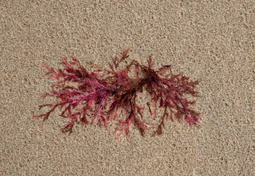 <em class="placeholder">Gelidium sesquipedale seaweed, detail of red algae washed up on the beach </em>