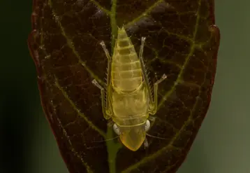 <em class="placeholder">Cicadelle Scaphoideus titanus, vecteur de la flavescence dorée de la vigne, sur une feuille</em>