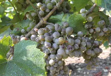 <em class="placeholder">vigne de cépage chardonnay infectée par de l&#039;oïdium. grappe de raisin présentant des symptômes de la maladie. Grain éclaté.</em>