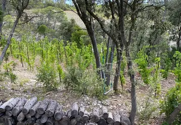<em class="placeholder">Parcelle de vigne avec arbres à la Colline des Louves</em>