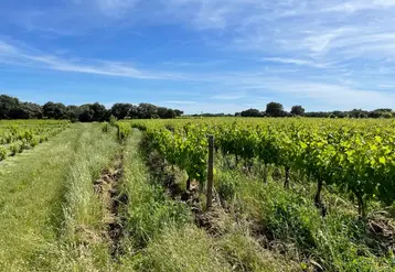 <em class="placeholder">Vigne plantée selon les courbes de niveau. Les Keylines, ou lignés clés, sont des sillons de 60 à 90 cm de profondeur créés en fissurant le sol perpendiculairement à ...</em>