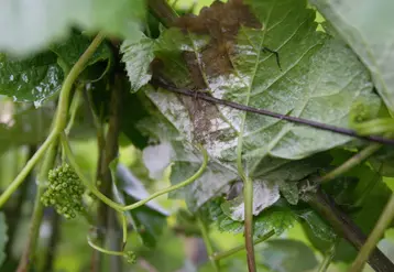 <em class="placeholder">Viticulture . Maladies de la vigne . symptômes de mildiou sur feuilles et grappes en début floraison dans le vignoble de Champagne .</em>