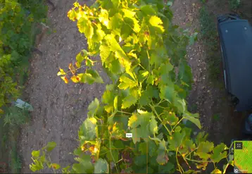 <em class="placeholder">Image de vigne prise par un capteur de l&#039;entreprise Chouette.</em>