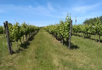 <em class="placeholder">Cerfrance Poitou-Charentes synthétise les données d&#039;une centaine d&#039;exploitations du vignoble cognaçais pour élaborer une veille économique &amp; prospective annuelle.</em>