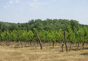 <em class="placeholder">Vignes du château Haut-de-Lerm à St Martin de Lerm en Gironde</em>