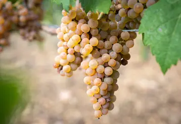 <em class="placeholder">Grappe de calardis blanc.</em>