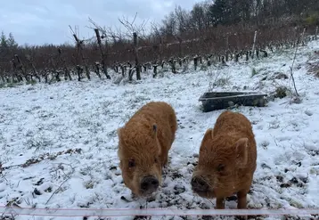 <em class="placeholder">Cochons nains de race Kuhn Kuhn à côté de vignes en hiver.</em>