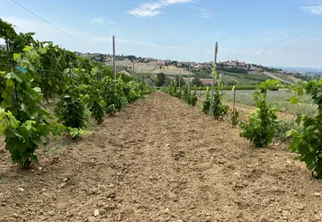 <em class="placeholder">Vignoble expérimental en Italie avec essai sur les hydrorétenteurs.</em>