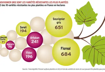 <em class="placeholder">Graphique = Floreal et souvigner gris sont les variétés résistantes les plus plantées Surfaces 2023 des 10 variétés résistantes les plus plantées en France en hectares</em>