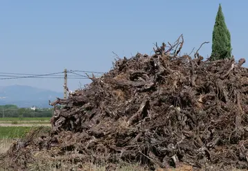<em class="placeholder">Souches de vigne en tas sur une parcelle de vigne qui vient d&#039;être arrachée.</em>