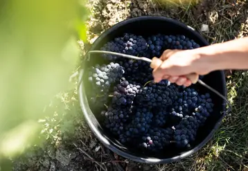 <em class="placeholder">Vendanges en août 2020.</em>