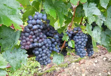 <em class="placeholder">Grappes de genouillet</em>