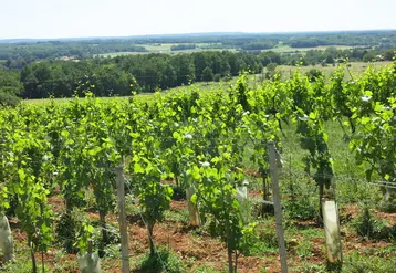 <em class="placeholder">Vignes en Charente, vers Saint-Sornin.</em>