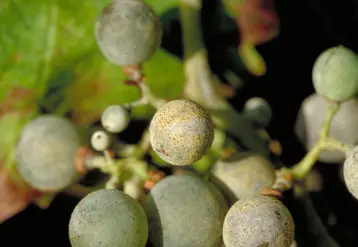 Oïdium de la vigne sur grains de raisin 