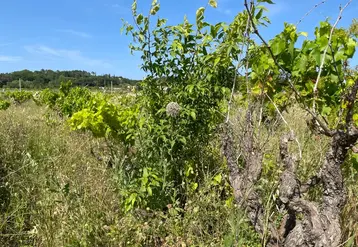 <em class="placeholder">Vigne abandonnée à Saint-Gervais dans le Gard.</em>