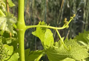 <em class="placeholder">Filage dans le muscadet</em>