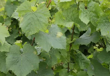 <em class="placeholder">Viticulture. maladies. symptôme de mildiou sur feuille de vigne au stade floraison. maladie cryptogamique.</em>