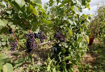 Pied de Pinot Meunier avec des grappes de raisin echaudees. 