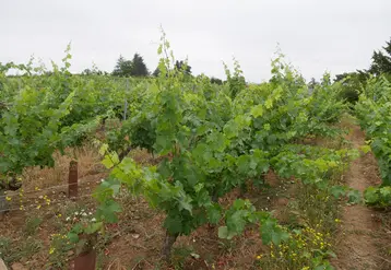 Une parcelle de vigne bio en Val de Loire