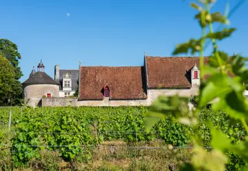 Paysage de vigne dans le vignoble de l'AOP touraine
