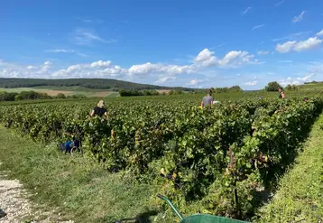 <em class="placeholder">Vendanges manuelles à Tauxières, dans la Marne, le 15 septembre 2023, chez Dominique Cadel. Vendange de pinot noir en caisses de 50 kg. Débardage par genre de grue ...</em>