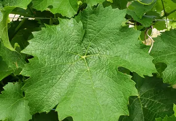 <em class="placeholder">Feuille de vigne de la variété &#039;artys </em>