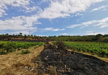   Parcelle de vigne des Corbières dans l’Aude touchée par le feu