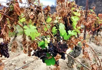 <em class="placeholder">Ceps et raisins ayant subi l&#039;impact de l&#039;incendie du 5 août 2025 dans l&#039;Aude </em>