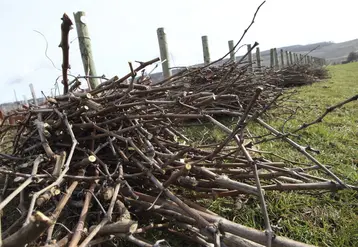 <em class="placeholder">Viticulture. taille d&#039;une jeune vigne en Champagne. vignes de cépage pinot noir. tas de sarments.</em>