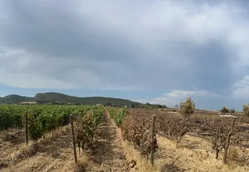  Parcelle de vignes touchée par un incendie