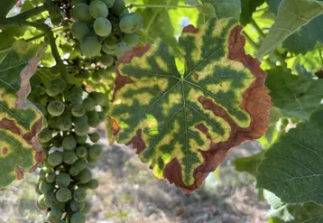 Vigne exprimant des symptômes foliaires d' esca, une maladie du bois, en été.