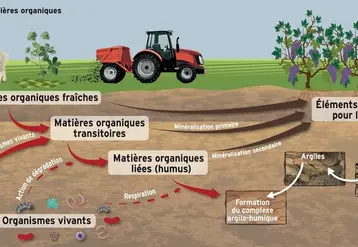 <em class="placeholder">schéma de l&#039;évolution de la matière organique dans un sol</em>