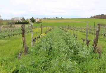 <em class="placeholder">Il est possible d&#039;estimer l&#039;apport nutritif d&#039;un engrais vert et ainsi mieux gérer sa fertilisation, et cela grâce à la méthode Merci.</em>