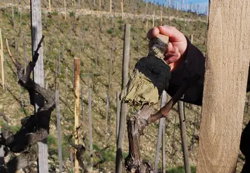 <em class="placeholder">Badigeonnage de plaie de vigne</em>