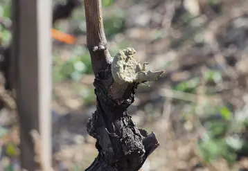 <em class="placeholder">Plaie de vigne badigeonnée</em>