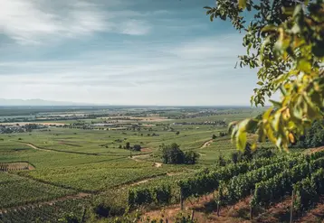 <em class="placeholder">paysage viticole alsacien</em>