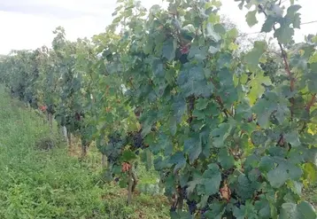 <em class="placeholder">Parcelle de pinot kors à Chassagne Montrachet</em>